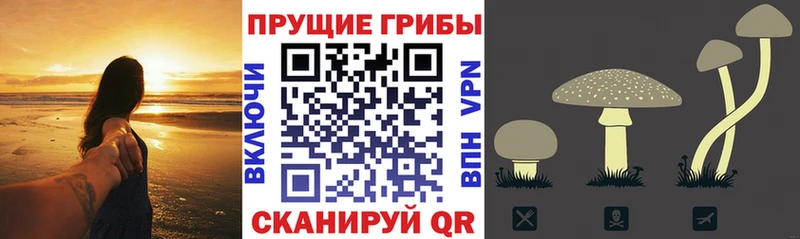 Купить закладки  Терек  Псилоцибиновые грибы мухоморы 